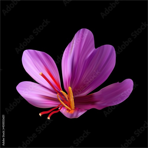 Saffron flower Bud open close-up. Seasoning expensive saffron