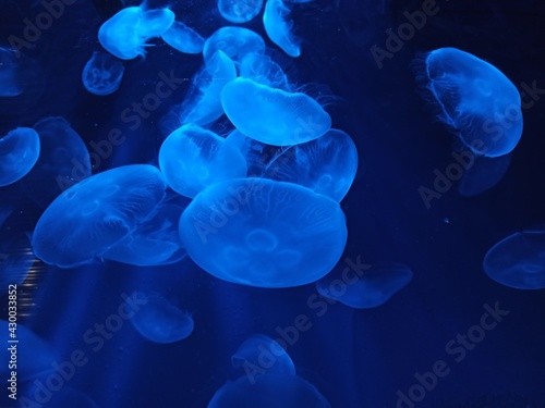 jelly fish in the water © LisArtventure