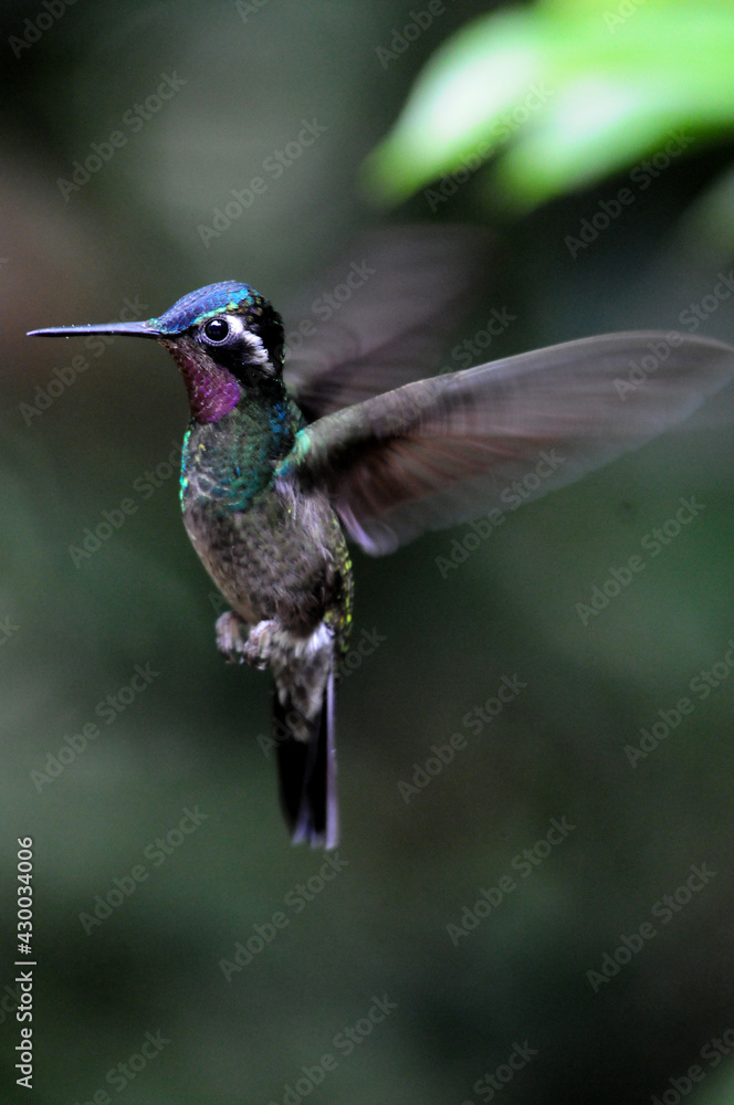 Fototapeta premium A hummingbird hovers in the air as it flies.