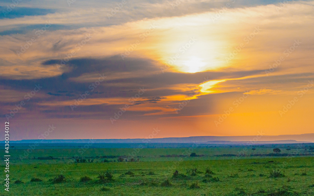 golden sunrise in the green grasslands of savannah masai mara 