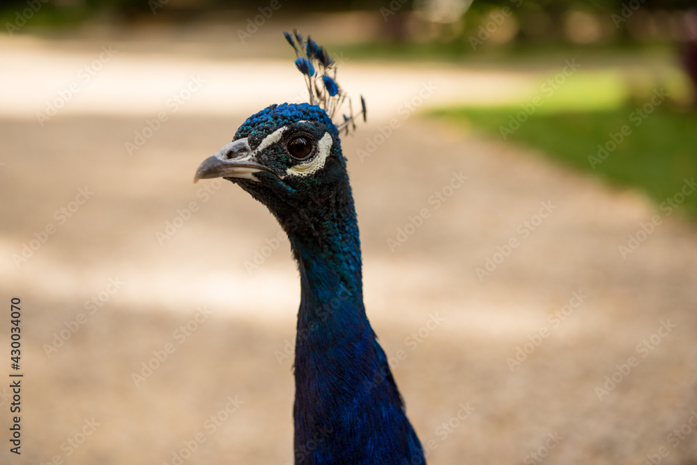 Obraz premium A peacock looks around as it walks a garden path.