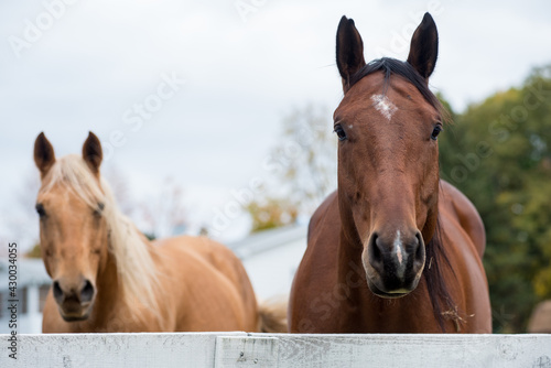 Two horses walk up to their paddock fencing. © Kelly Marsh