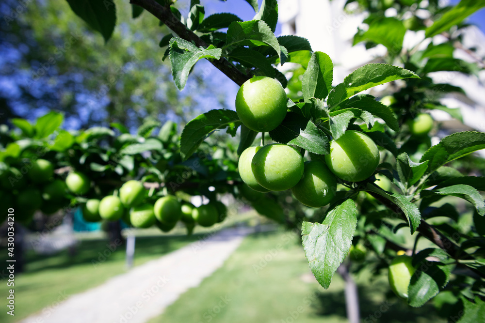 Glossy, green leaves and plums growing along the tree branches in spring. Fruitful, green plum tree. Glossy, green leaves and plums growing along the tree branches in spring. Fruitful, green plum tree.