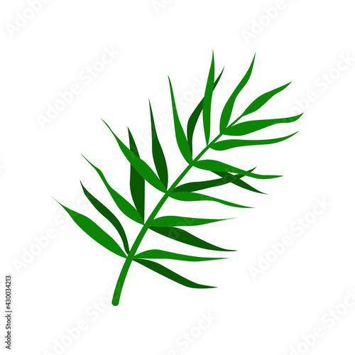 Tropical palm leaf. Isolated on a white background. Vector illustration