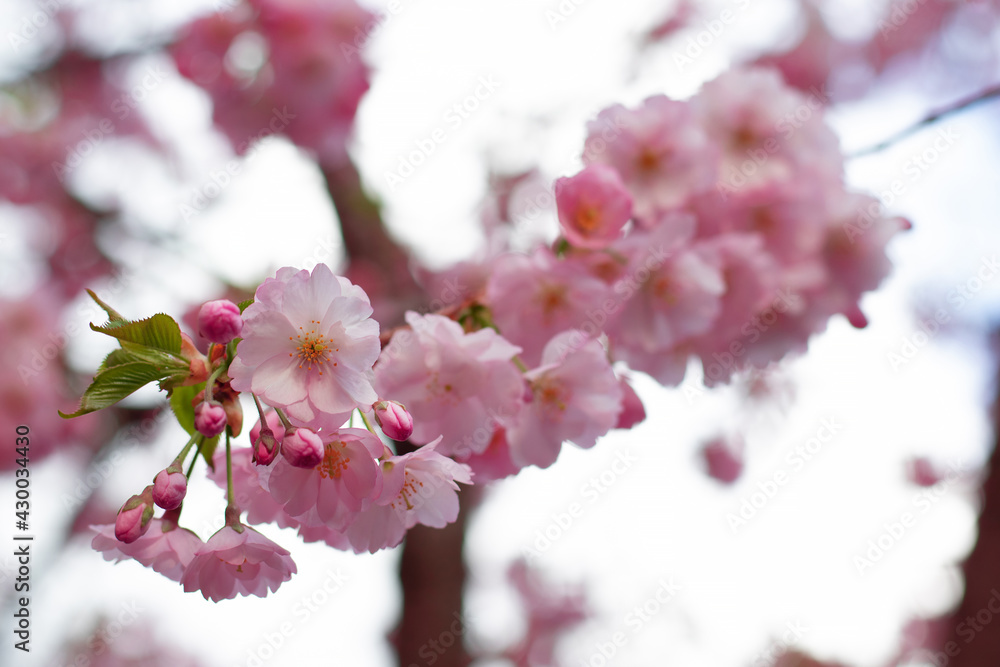 Branch of pink sakura. Flowering Japanese tree (cherry melkopilchataya) Branch of pink sakura. Flowering Japanese tree (cherry melkopilchataya)