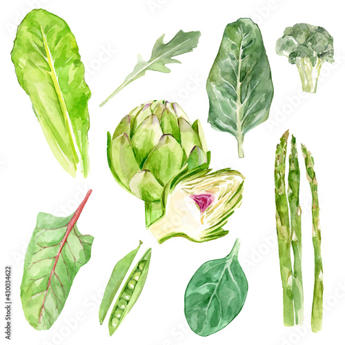 Watercolor vector illustration of greens ingredients. Variety of raw green vegetable salad, haricot, lettuce, broccoli, asparagus. Collection of leaves flora plants, botanical foliage, elegant herbal.