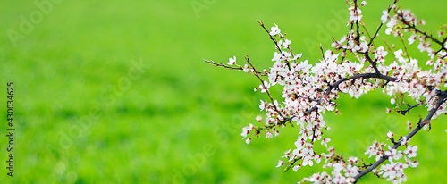 Panel kuchenny z motywem Kwiaty, drzewo, wiosna