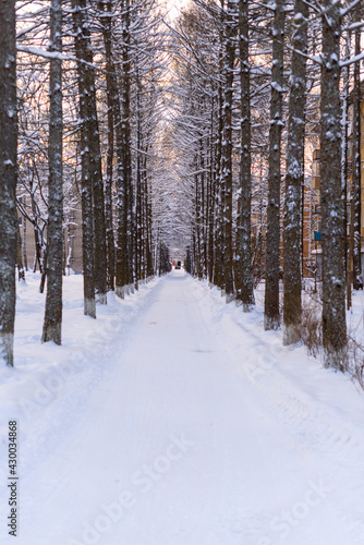 Beautiful winter landscape, country road and trees covered with snow. Winter nature background. Vernithcal photo of nature