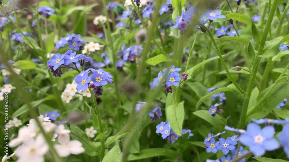 Blue and white myosotis flowers in the rain. Spring flower bed with flowering wet forget-me-nots plants. Blue and white myosotis flowers in the rain. Spring flower bed with flowering wet forget-me-nots plants.