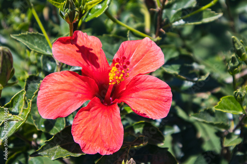 big red hibiscus flower on green background