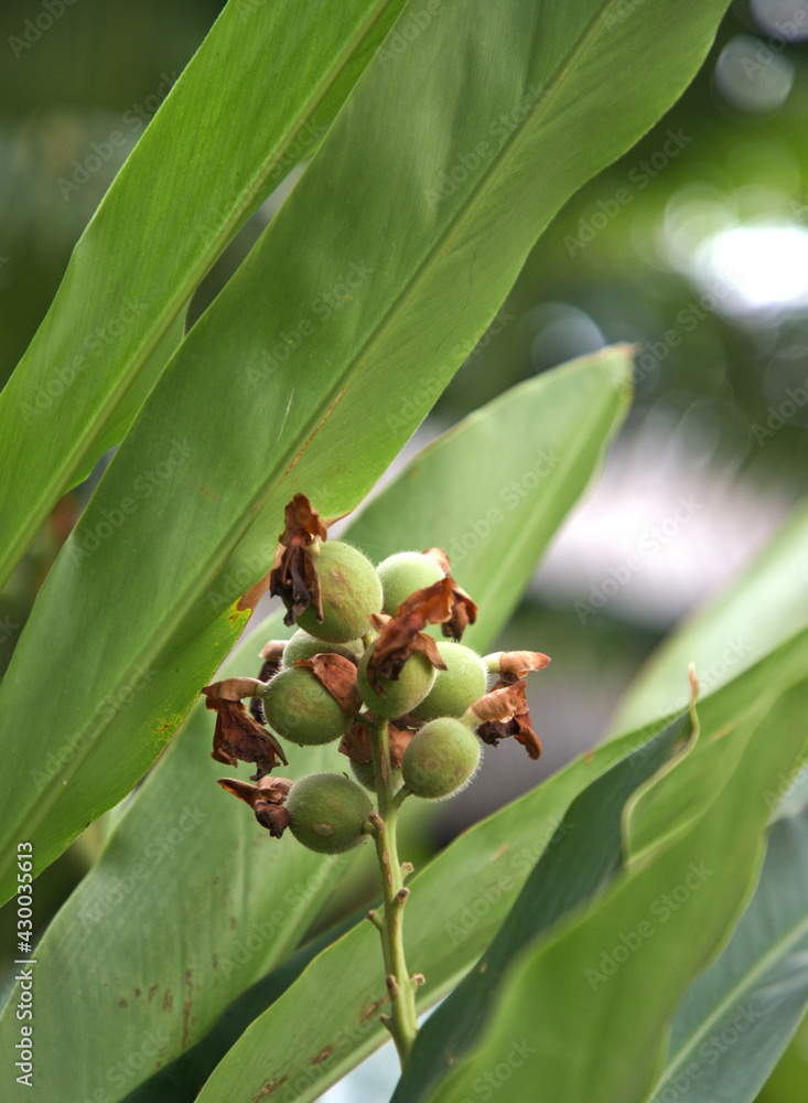 Obraz premium Close up of Fresh Cardamom, cardamon or cardamum- a spice made from the seeds of several plants in the genera Elettaria and Amomum in the family Zingiberaceae on the tree
