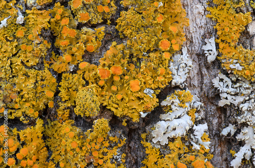 Macro image view of orange sunburst and pale green lichen on gray bark with small cups. 