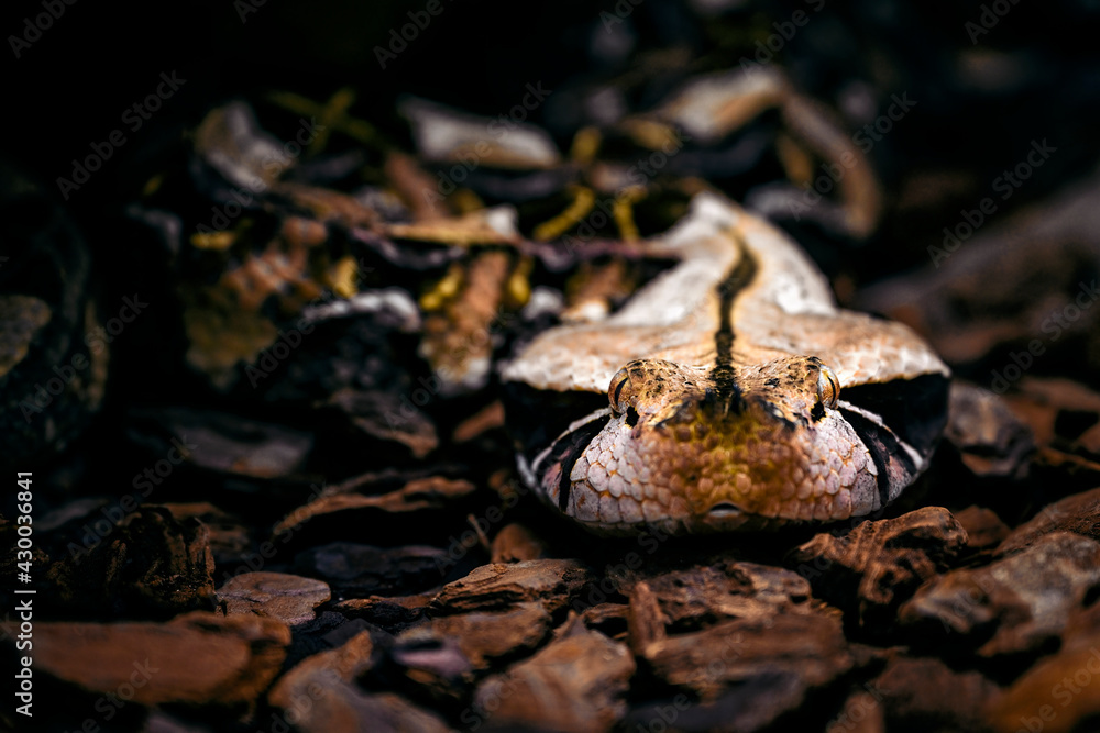 Bitis gabonica - Gabonese viper in detail on the head.