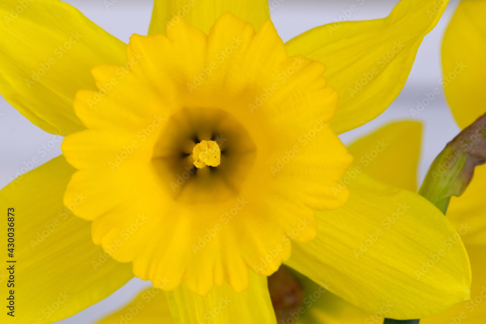 Daffodil Mandala 01 Daffodil Mandala 01