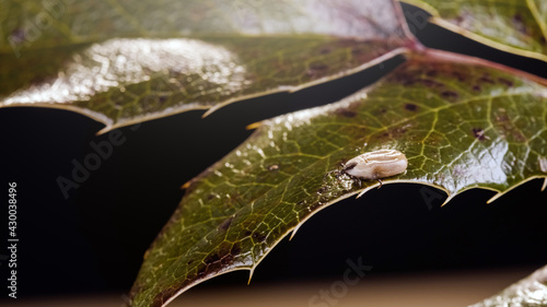 Engorged tick on a green leaf. Lyme disease caused by borrelia. photo