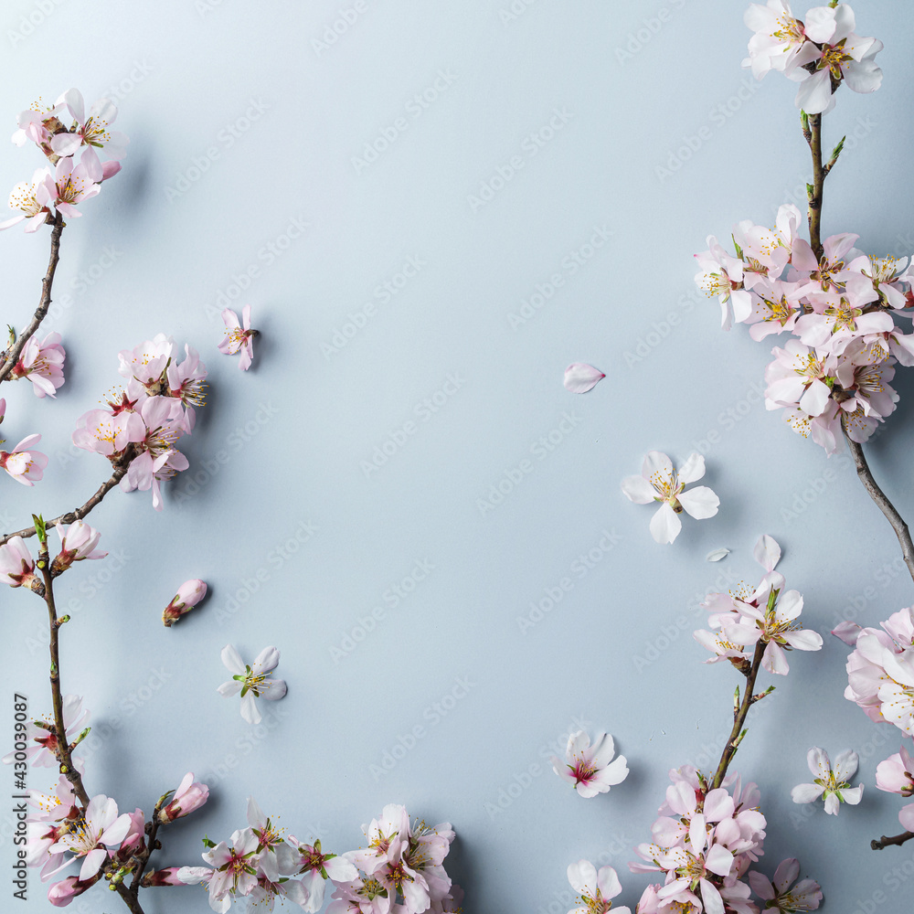 Flowering Spring, sakura blossoming branches on light blue background with bokeh, light. Happy Easter holiday, top view, banner Flowering Spring, sakura blossoming branches on light blue background with bokeh, light. Happy Easter holiday, top view, banner