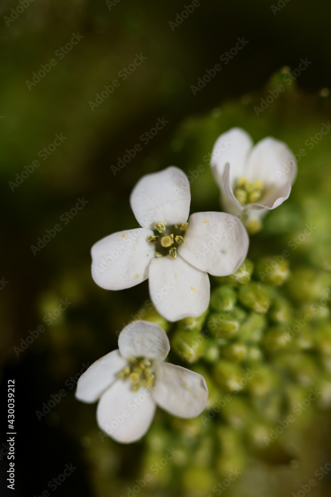 Fototapeta premium Wild small flower close up Diplotaxis erucoides family Brassicaceae botanical modern high quality big size print