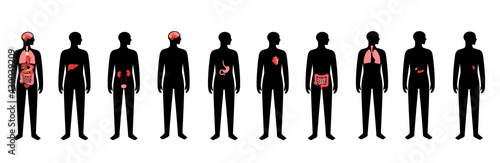 Human internal organs