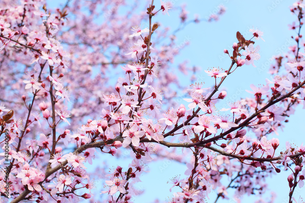 Beautiful blooming trees with pink sakura flowers in spring. Sakura blossom (sakura hanami). Beautiful blooming trees with pink sakura flowers in spring. Sakura blossom (sakura hanami).