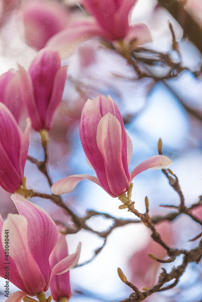 Pink magnolia flowers with sky in the background