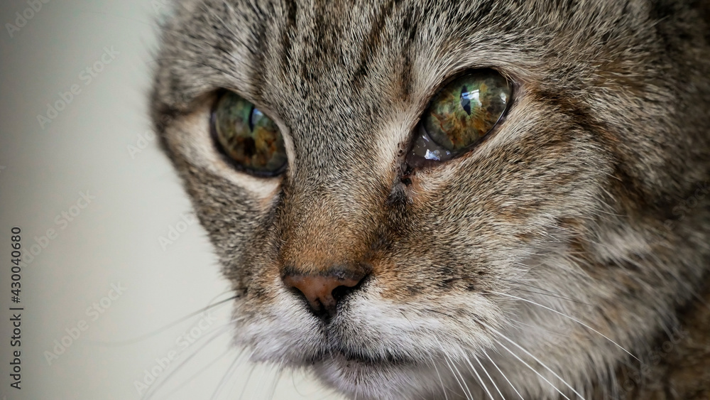 Old Female Cat Old Female Cat