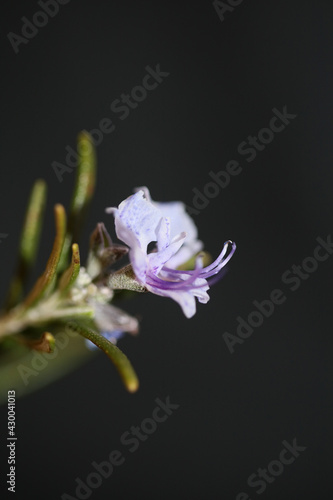 Rosmarinus officinalis flower blossoming leaves close up family lamiaceae modern background high quality big size botanical prints