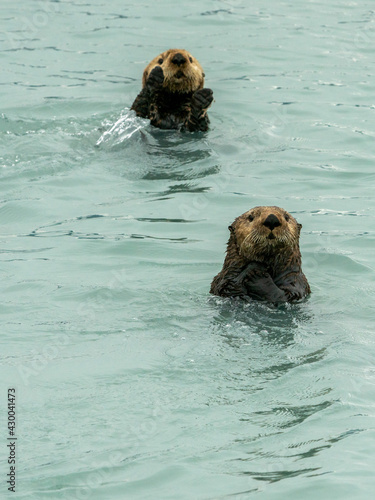 Sea Otters, seen while sailing from Valdez, Alaska