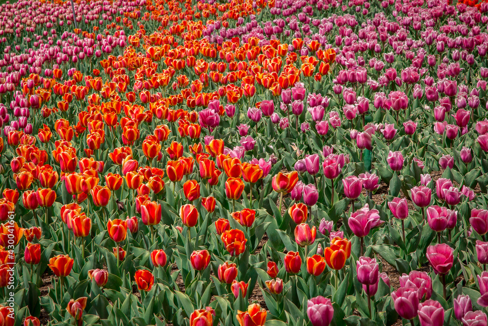 Colorful Tulip Festival Colorful Tulip Festival