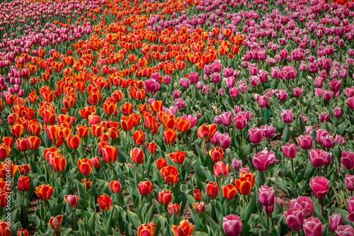 Colorful Tulip Festival