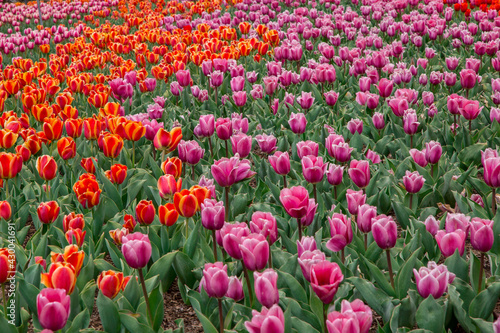 Colorful Tulip Festival