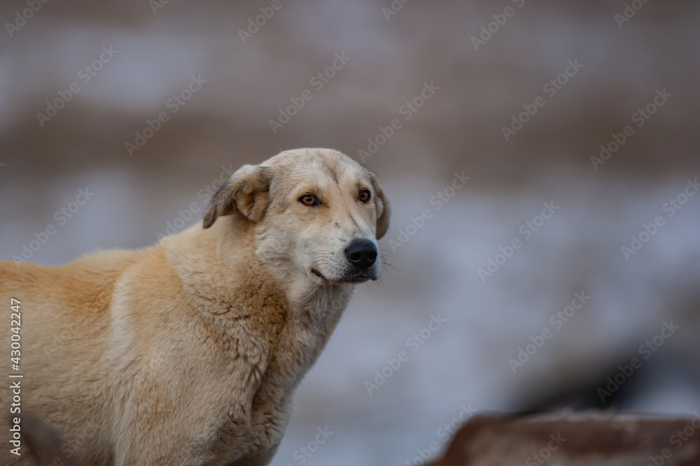 Golden retriever dog glance in natural environment Golden retriever dog glance in natural environment