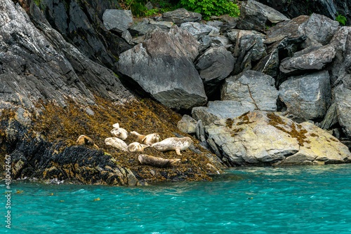 Steller Sea Lions  seen while Sailing from Valdez  Alaska