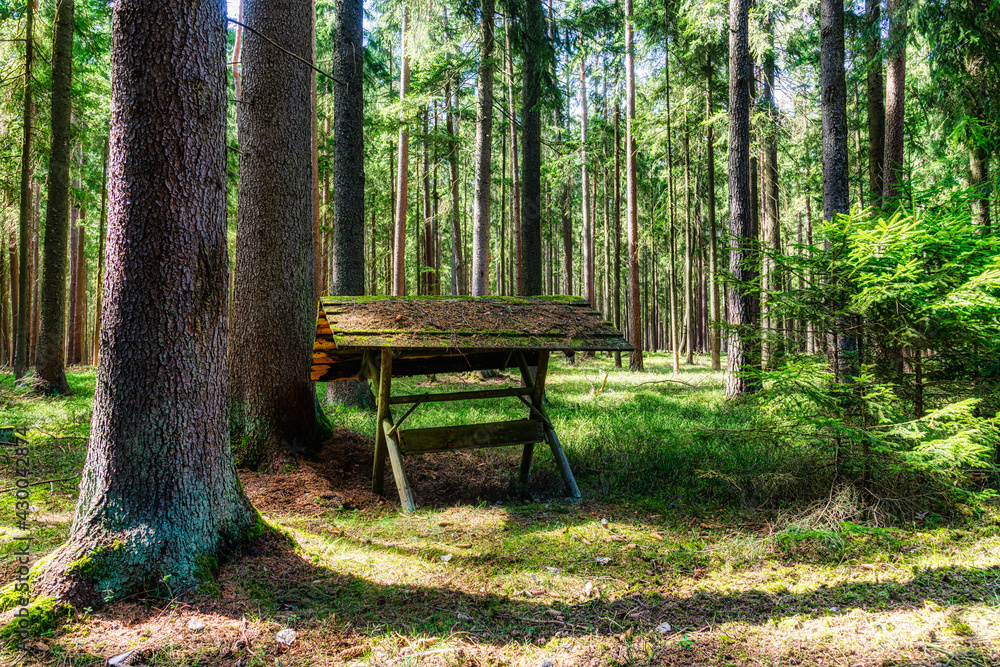 Moss covered Manger in National park Heidenreichstein, Northern Lower austria