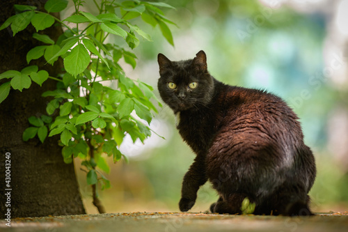 Gatto nero con occhi gialli in primo piano nel parco