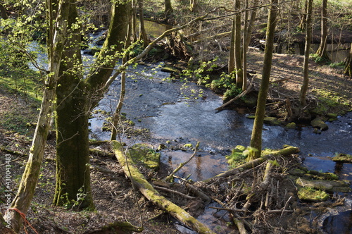 Fototapeta Naklejka Na Ścianę i Meble -  water,trees,the beauty of nature