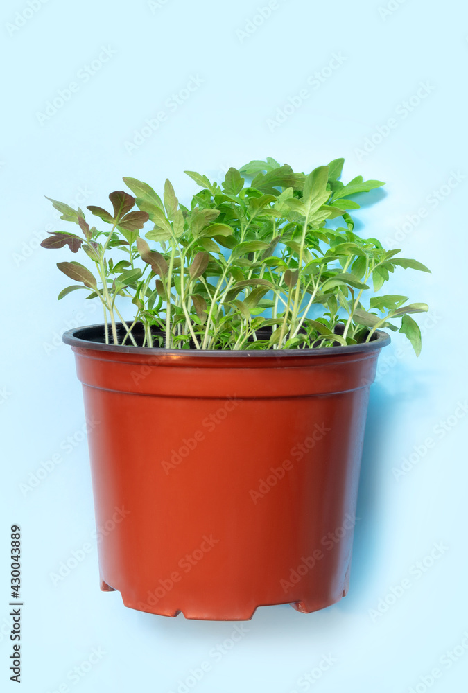 Young tomato seedlings in plastic pots on blue paper background.
