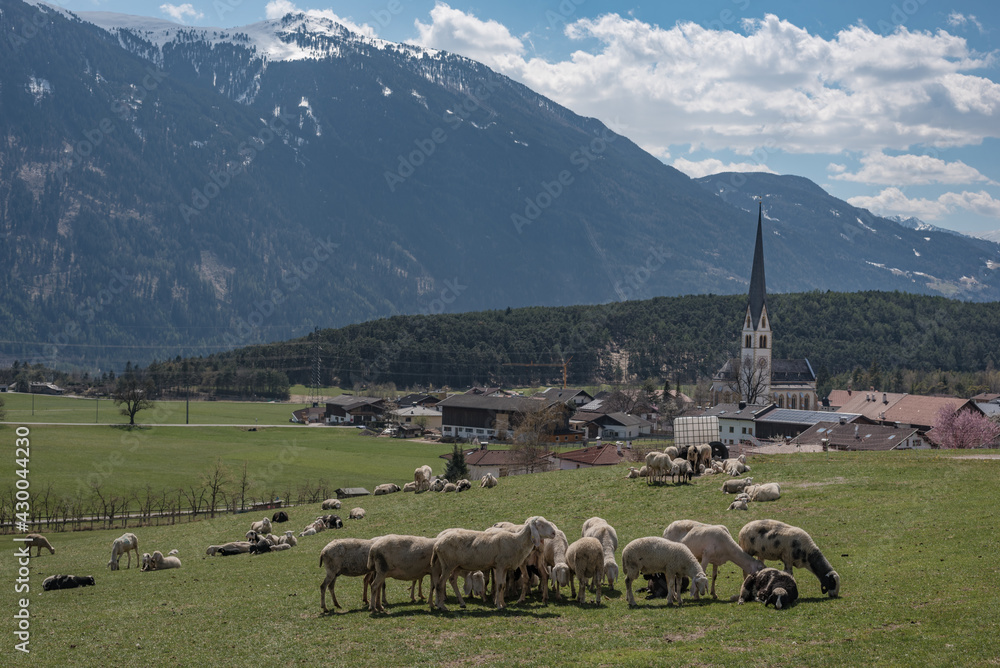 Fototapeta premium Schafherde auf der Wiese mit Dorf im Hintergrund