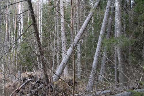 pine forest in winter