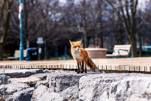 Photography A mother red fox (Vulpes vulpes) stands outside her den which is underneath the popular and busy Boardwalk in Toronto's Beaches neighbourhood
