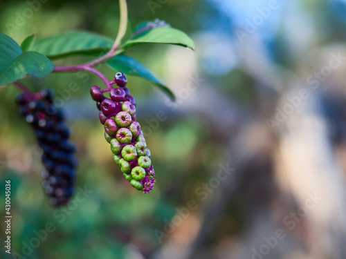 berries on a branch