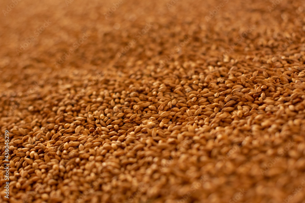 Barley grains in storage. Grain background, grain mass texture. Grain in barns and granaries selective focus. Beer brewing ingredients Barley grains in storage. Grain background, grain mass texture. Grain in barns and granaries selective focus. Beer brewing ingredients