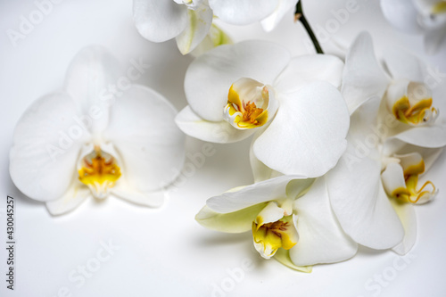 white orchid flower close up on white background