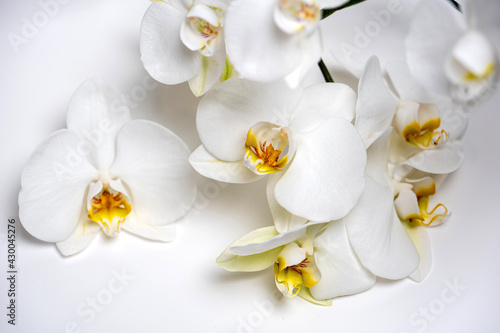 white orchid flower close up on white background