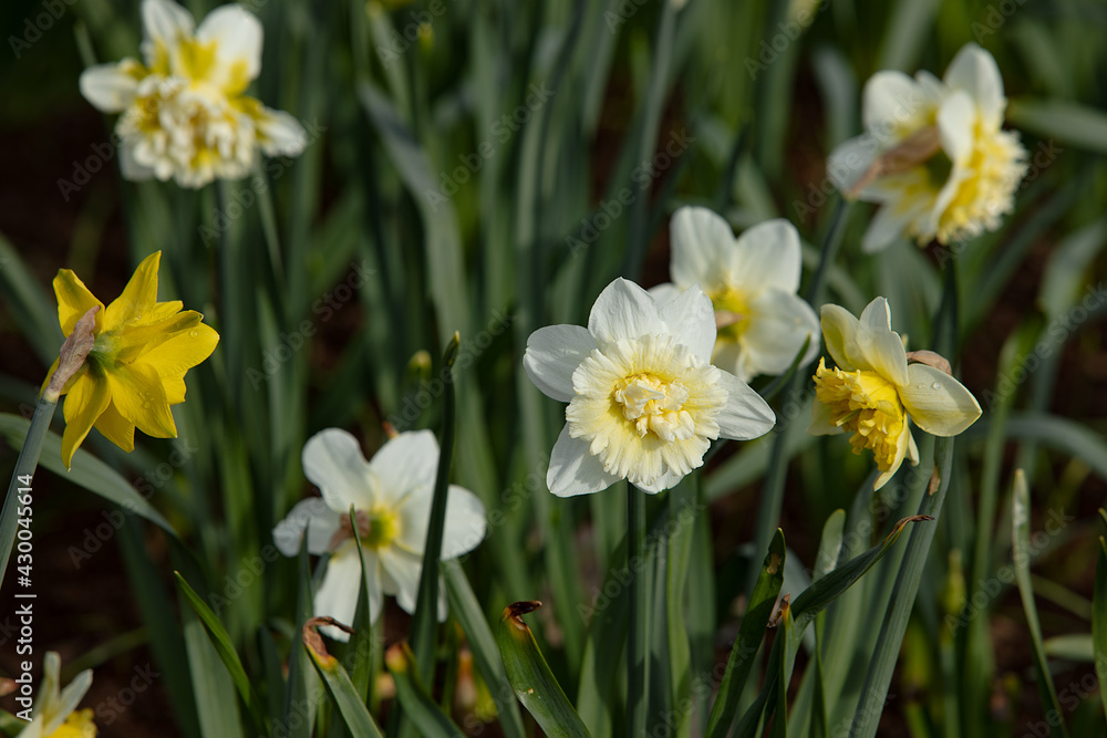 spring flowers in the natural field. Photography for illustration of freshness, spring, good for banner, congratulation card spring flowers in the natural field. Photography for illustration of freshness, spring, good for banner, congratulation card