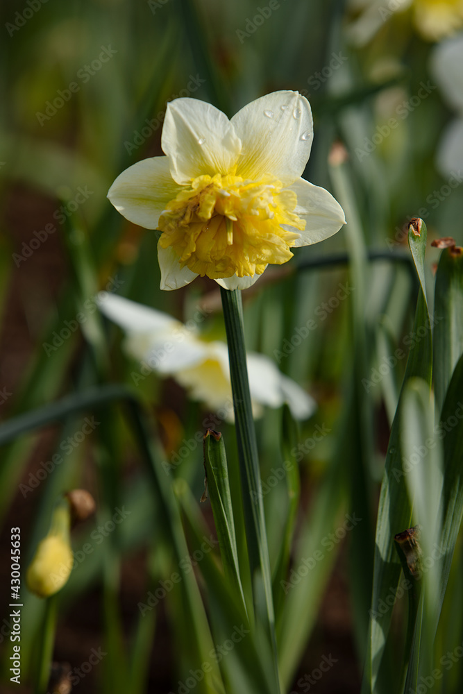 fresh bright narcissus flowers in the field in nature fresh bright narcissus flowers in the field in nature