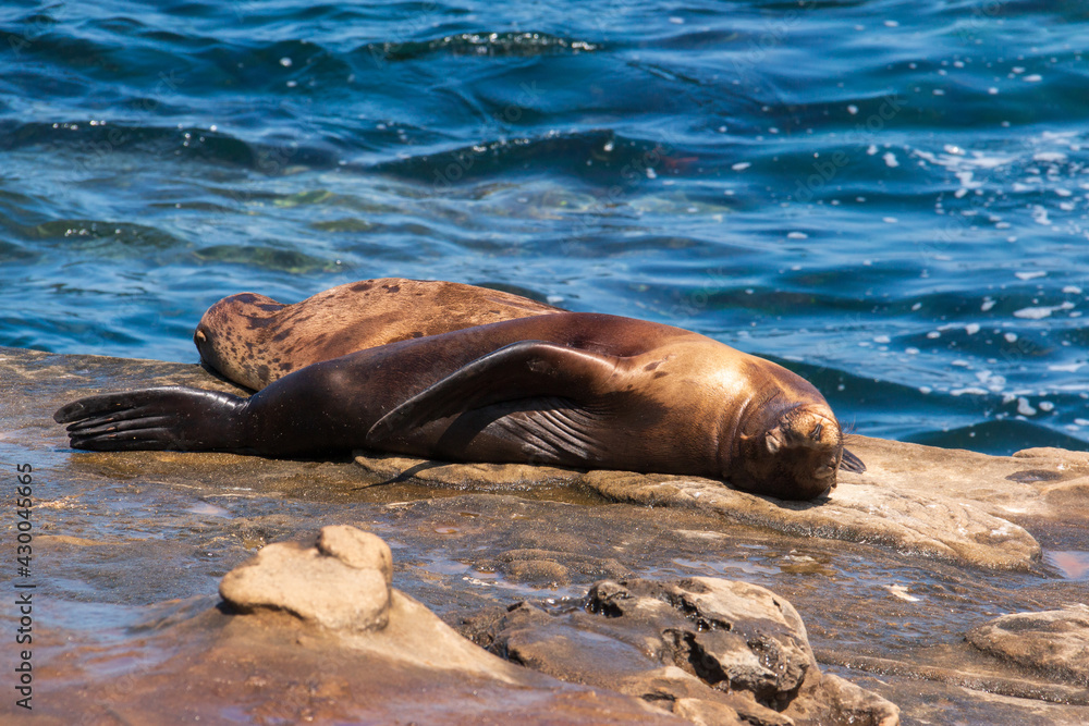 Fototapeta premium Sea lion sunbathing on the rocks