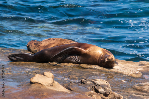 Sea lion sunbathing on the rocks