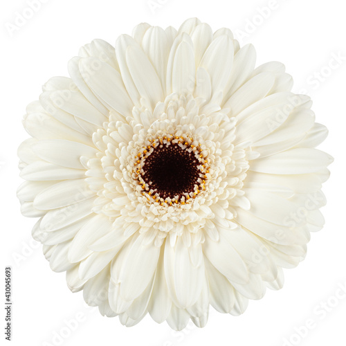 Gerbera, daisy flower, isolated on white background, clipping path, full depth of field