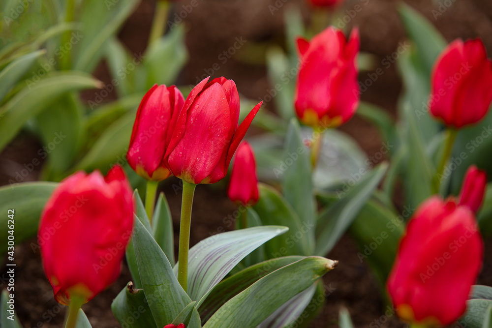 Mixed color tulips growing in the natural field. Best for the illustration of celebration, birthday, party, banner, spring, freshness, and summer Mixed color tulips growing in the natural field. Best for the illustration of celebration, birthday, party, banner, spring, freshness, and summer
