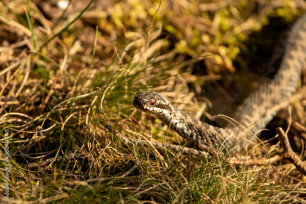 snake sunbathing snake sunbathing